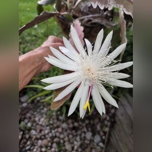 A night blooming  Rooted Cereus plant in a four inch pot.